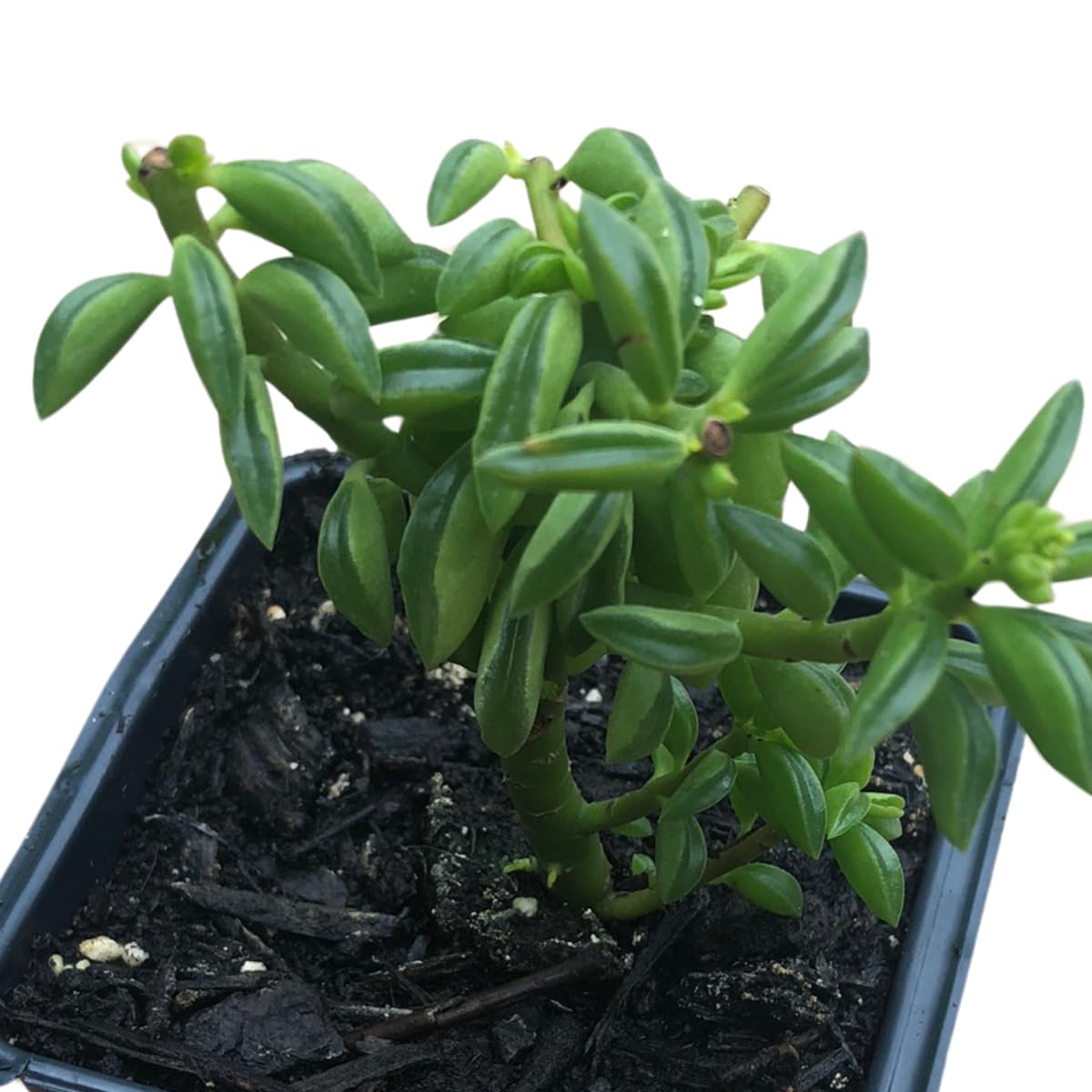Smoke Camp Crafts Live Organic Succulent Taco Plant (Peperomia axillaris) in 2.5-inch Pot - Exotic House Plant for DIY Projects and Home Office Desk Decor