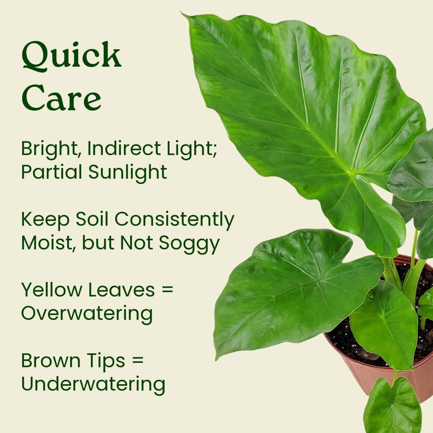 Tropical Plants of Florida Alocasia Borneo Giant Live Plant 3 Gallon 10 Inch Nursery Pot, 36 to 44 Inch Tall Elephant Ear Plant, Large Tropical Indoor Outdoor Foliage