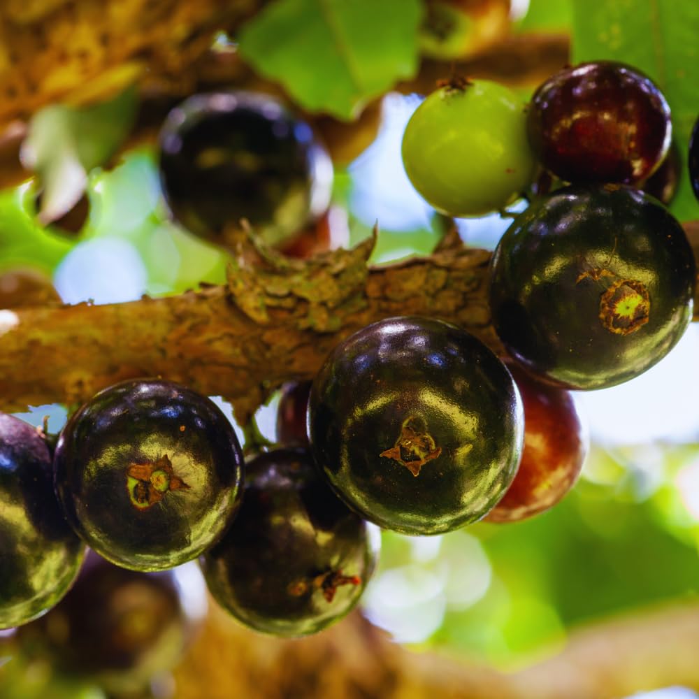 Black Jaboticaba Tree Plant Live, Jaboticaba Grape Fruit Plant, 5 to 8 Inc Long, Tropical Plants Garden