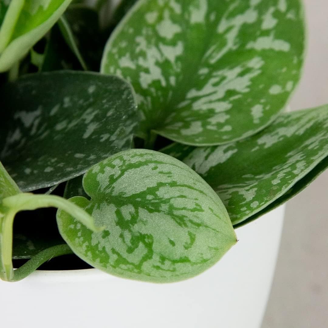 Scindapsus Pictus 'Exotica' | Live Plant for Indoor & Outdoor | for Living Room, Office, Bathroom | (6" Pot)