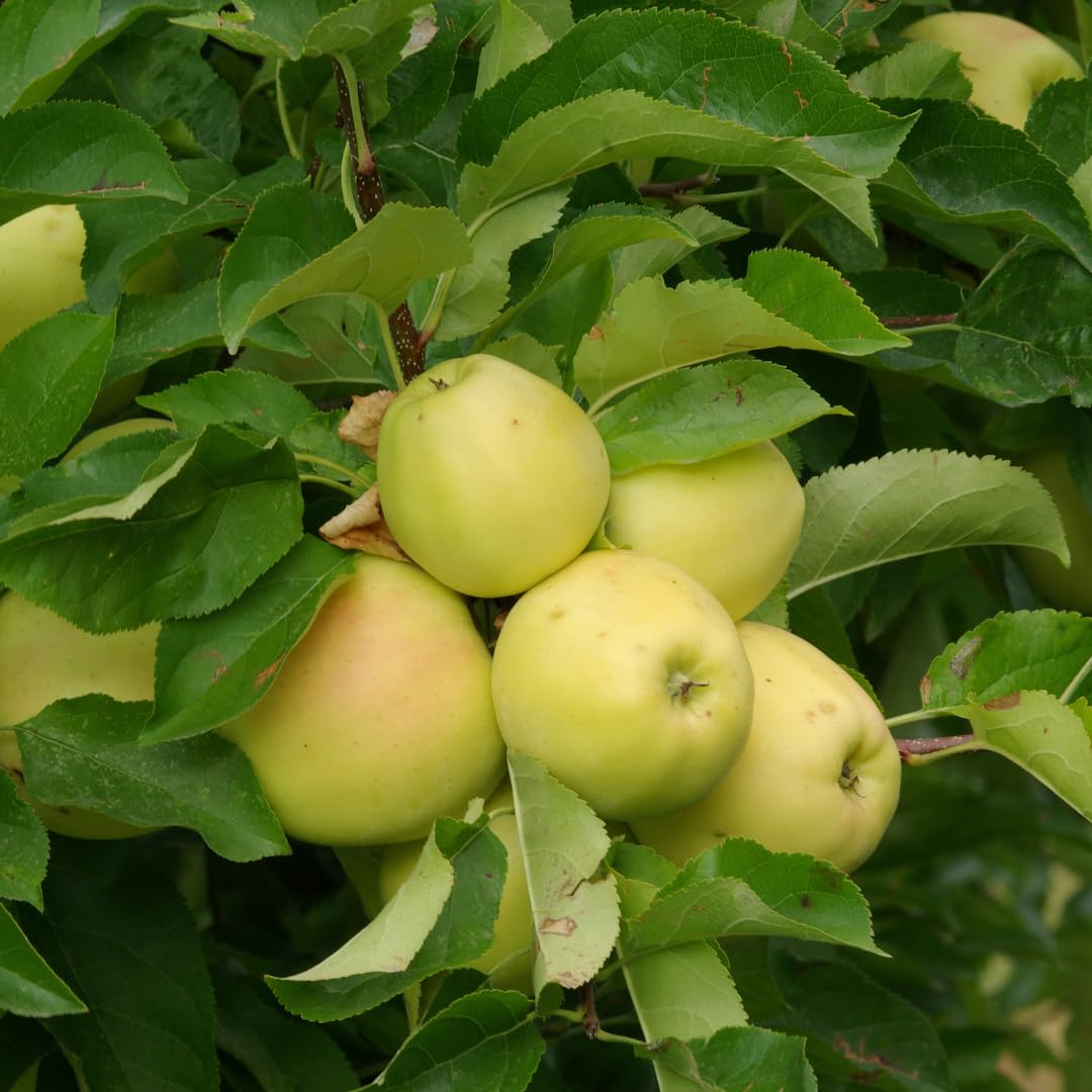 Live Delicious Apple Tree Plant, Sweet Apple Fruit Tree 2-3 Feet Tall in 3 Gallon Pot, Hardy Outdoor Tree, Ready for Planting, No Ship to CA (Yellow Apple)