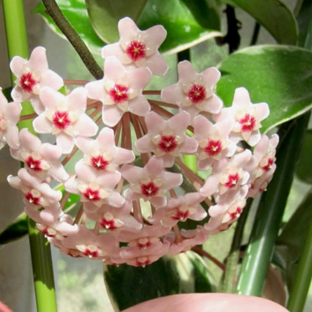 Combo 2 Hoya Live Plants, Hoya Kerrii Heart Plant, Hoya Carnosa Tricolor Houseplant Indoor Planting 4-7 Inch Tall