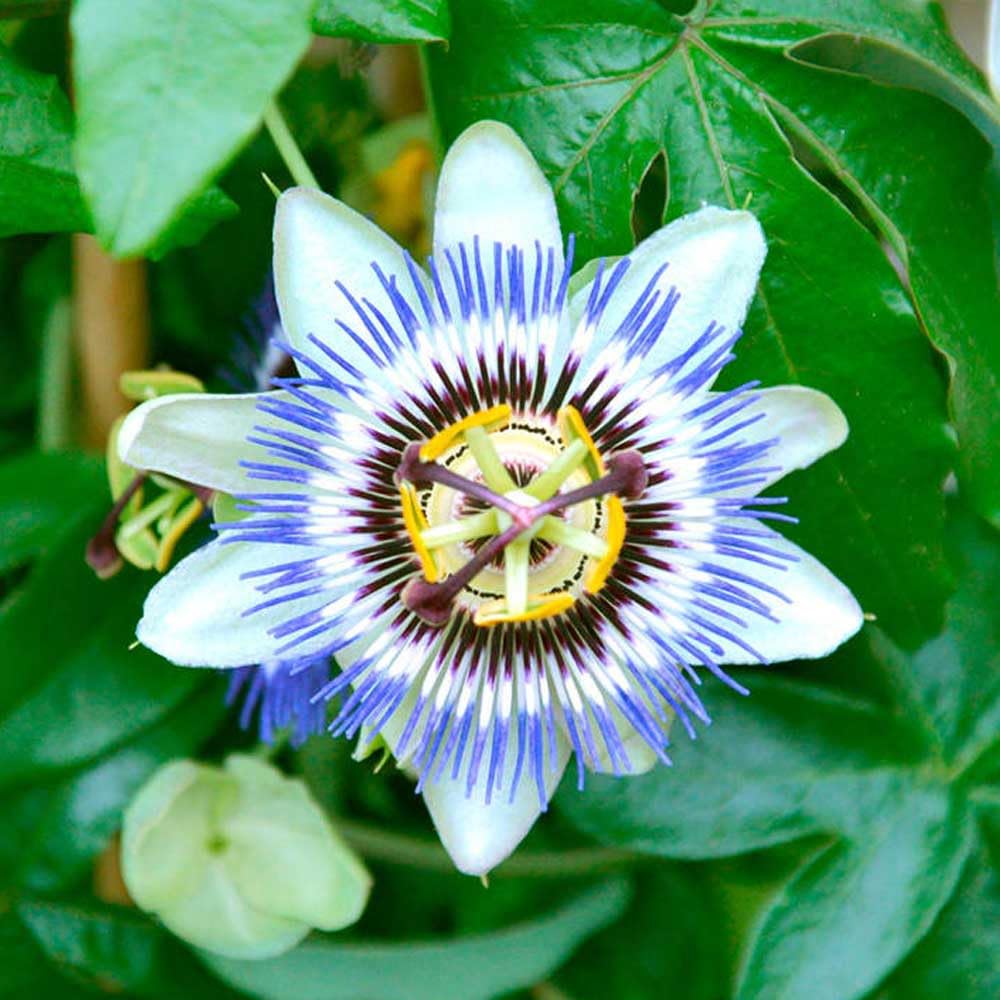 50+Perennial Passiflora Caerulea Passion Flower Seeds for Planting Outdoor-Edible Fruit Plant Attract Butterflies and Bees