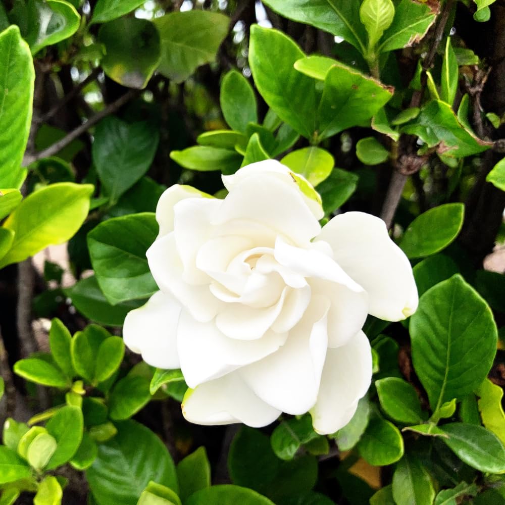 Jasmine Plant, Fragrant Jasmine Flower Vine 4-8 Inches Well Rooted for Container, Hanging Basket Growing (Frostproof Cape)