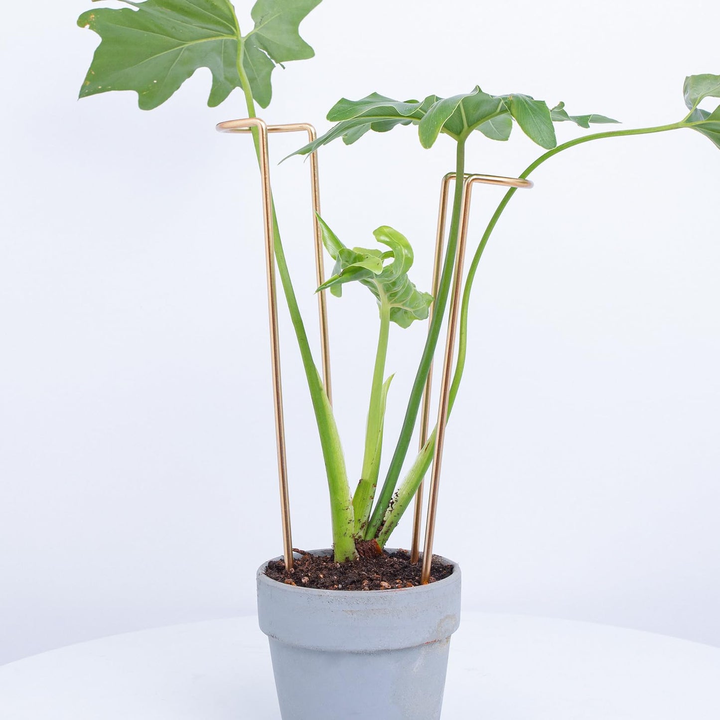 GOOOXIM 12-Inch Monstera Support - 10 Pack Medium Plant Support for Indoor and Outdoor Plants, Durable Stem Holder Trellis for Monstera and Spring Plant Stakes, Ideal for Home, Balcony, and Terrace