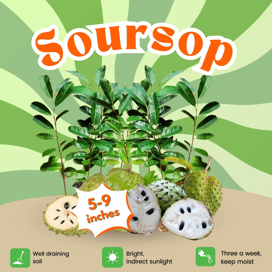 Soursop Plant Live for Planting, Annona Muricata Sweet Soursop Tree Live Plant 5-9 Inches Tall, Giant Soursop Guanabana Seedling, No Pot