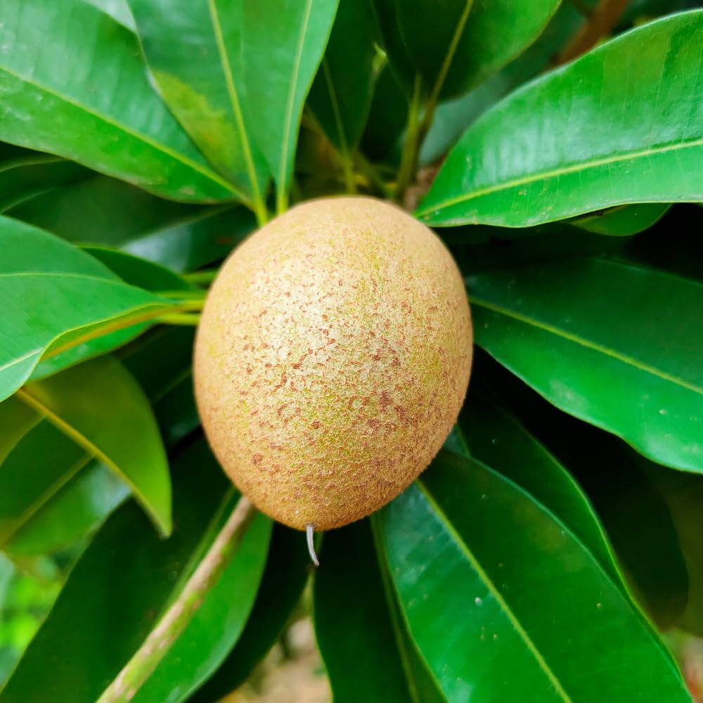 Sapodilla Tree Live Plant in 1 Gallon Pot, Sweet and Edible Fruit for Home Gardens, Sapote Seedlings from 2 to 3 Feet Tall