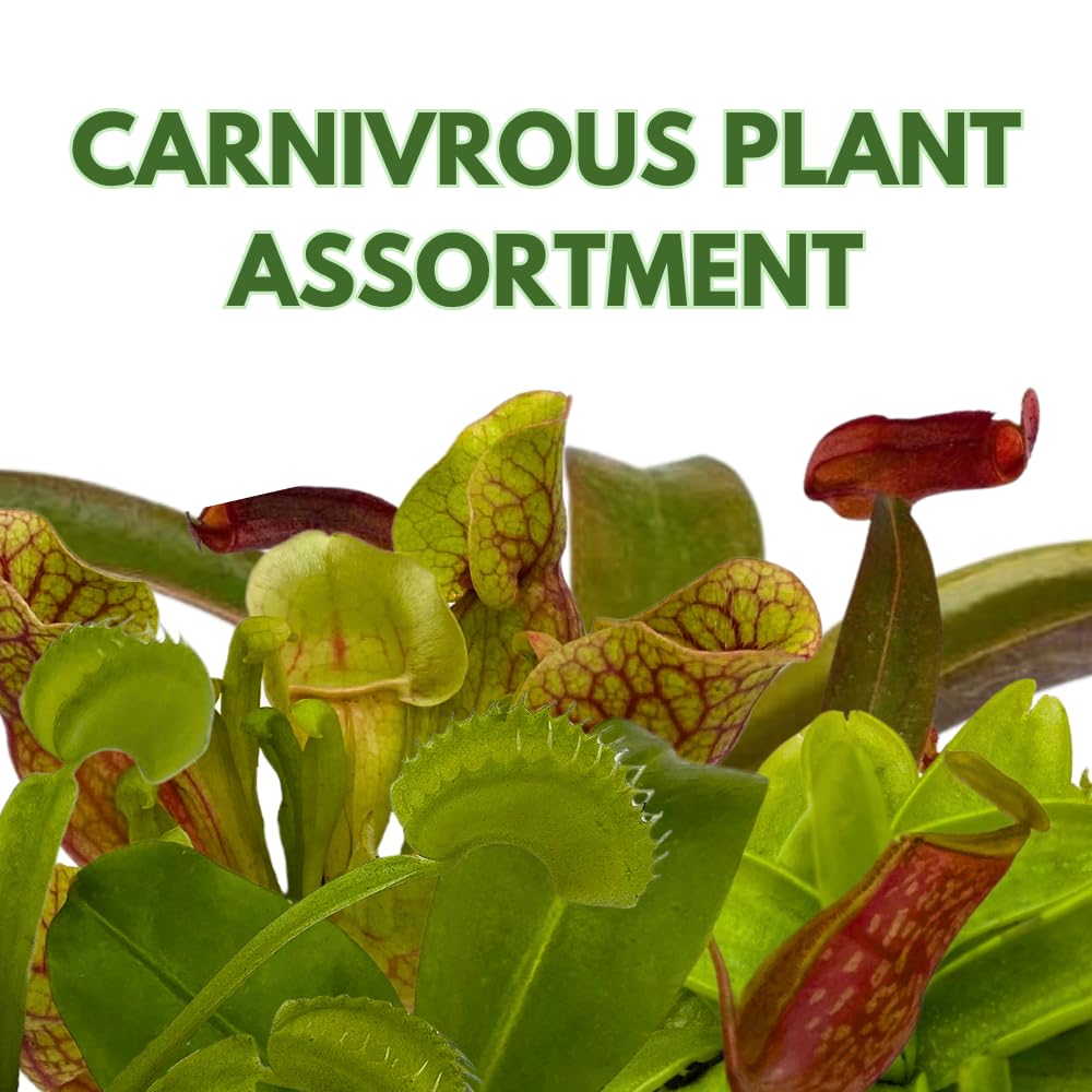 BubbleBlooms Carnivorous Plant Assortment Set, 5 Live Different Plants in 2 inch Pots