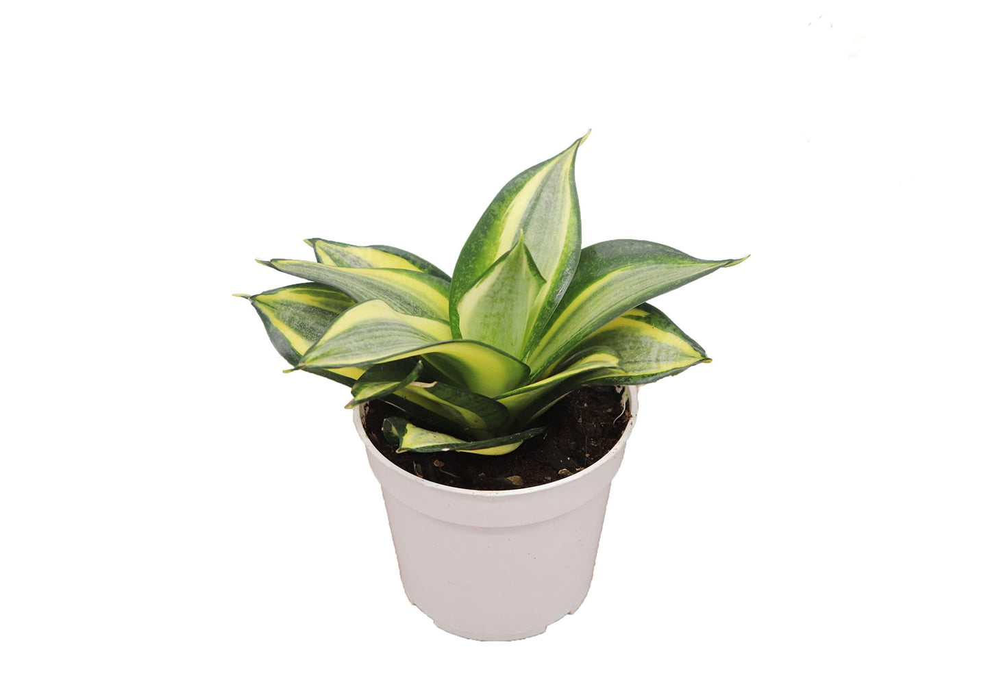 Sansevieria Snake Plants, Live Indoor Plant (Sol radiante, 4 inch)