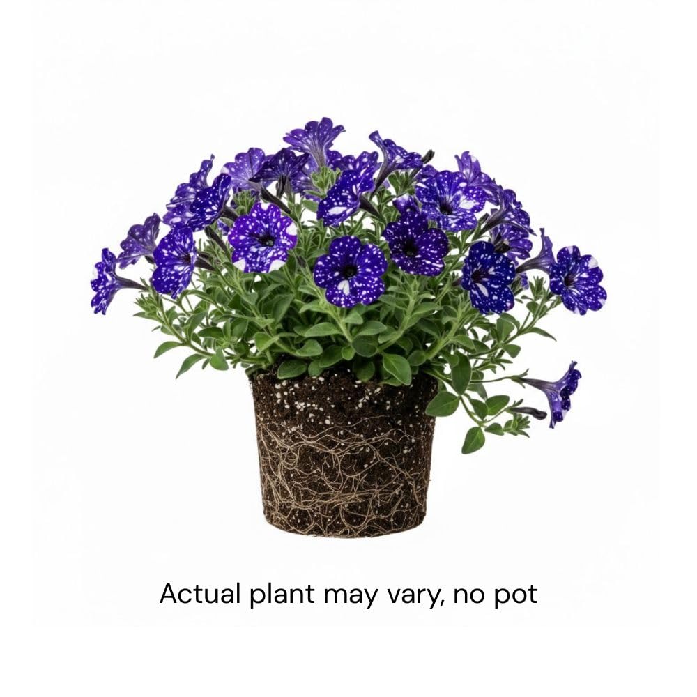 Set 2 Petunias Plants Live, 5-9 Inches Tall, Petunia Flowers Seedlings, Petunias Live Plant for Home Garden, Vibrant Tropical Blooms (Night Sky Petunias)