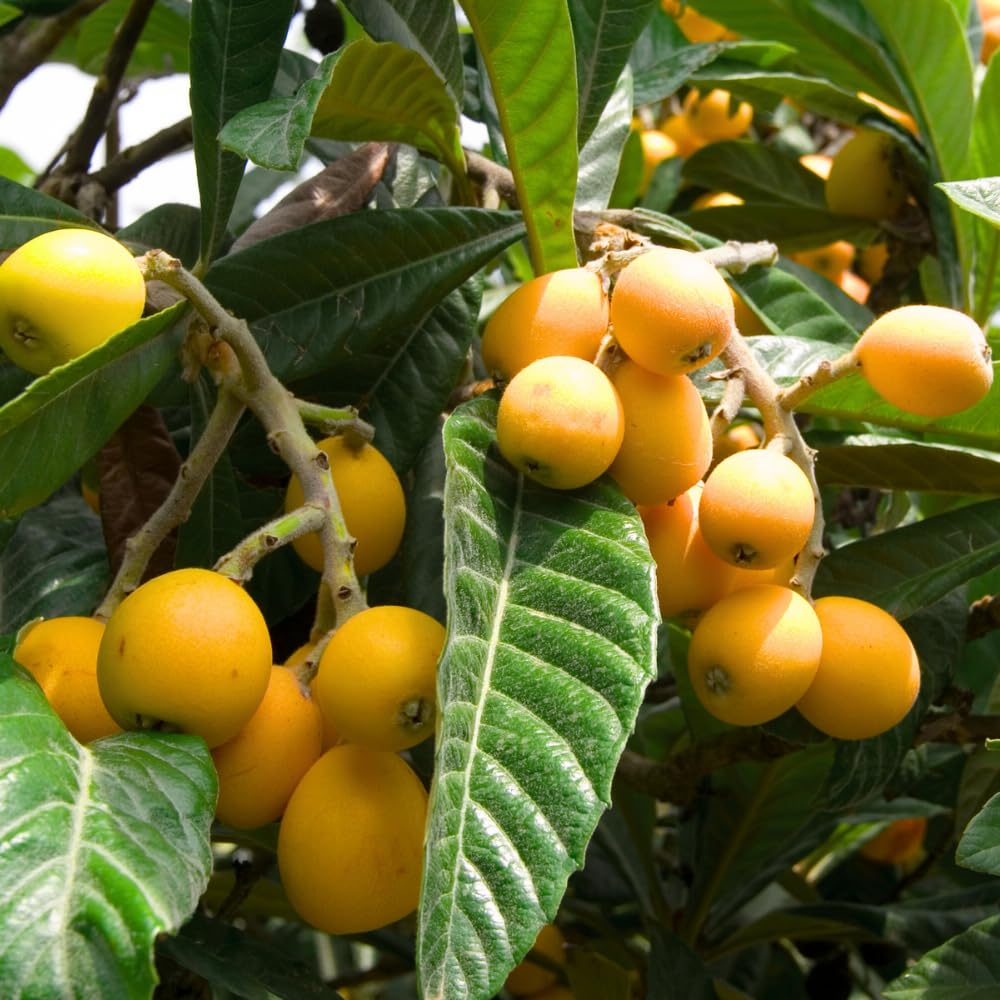 Loquat Tree Live Plant, Sweet Loquat Plant, 2 Feet Tall, 3 Gallon Pot, Ideal for Garden and Patio, No Ship to CA