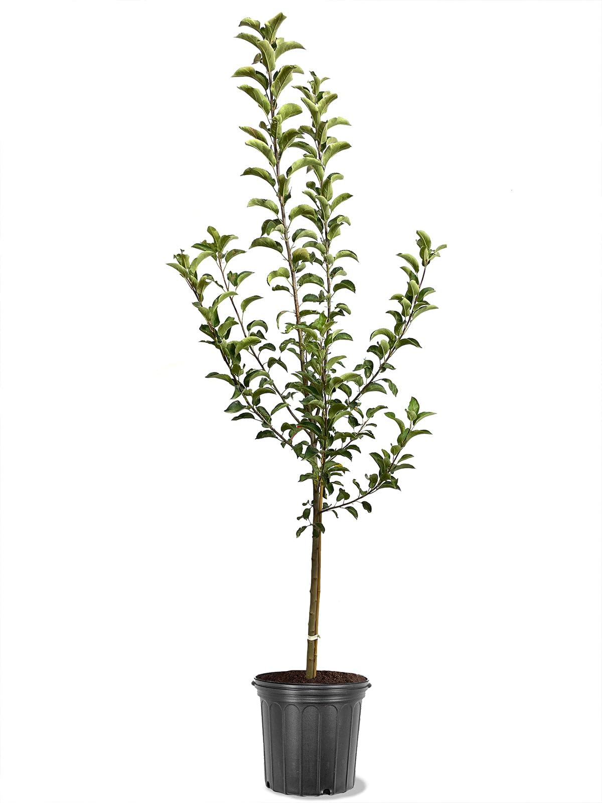 American Plant Exchange Apple Tree 'Honeycrisp' – Live Fruit-Bearing Plant, 2-3 ft Tall, 5-Gallon Pot, Cold-Hardy, Juicy & Crisp Red Harvest for Home Orchards, Backyard Gardens & Edible Landscapes