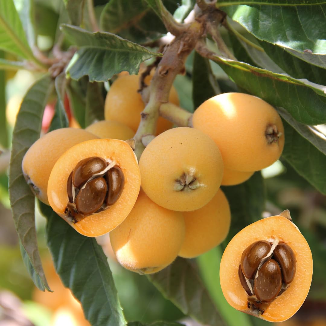 Live Loquat Tree Plant, Sweet Loquat Plant, 2 Feet Tall in 3 Gallon Pot, Ready to Grow, No Ship to CA