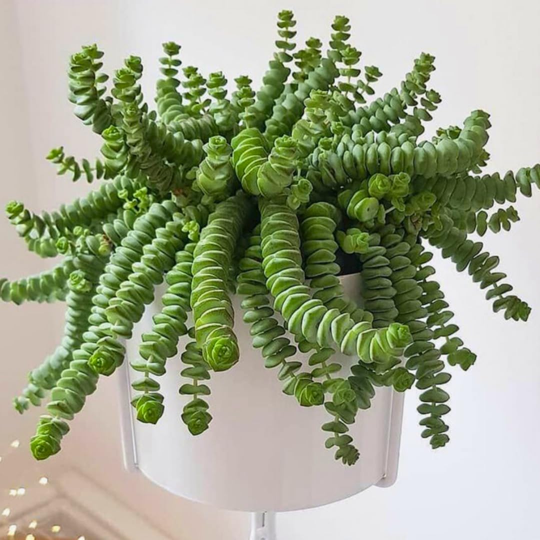 String of Buttons Live Plants, Easy Indoor Trailing Succulent in 2.5" Pot, Hanging Succulent Houseplant Indoor Outdoor Planting