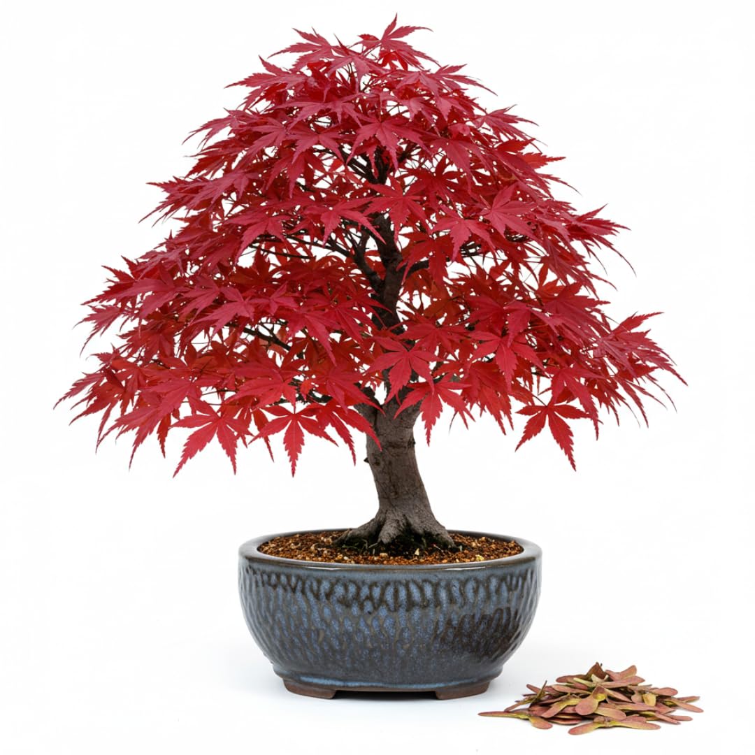 Bonsai Tree Seeds, Japanese Red Maple | 20+ Seeds | Highly Prized for Bonsai, Japanese Maple Tree Seeds (ACER palmatum) 20+Seeds