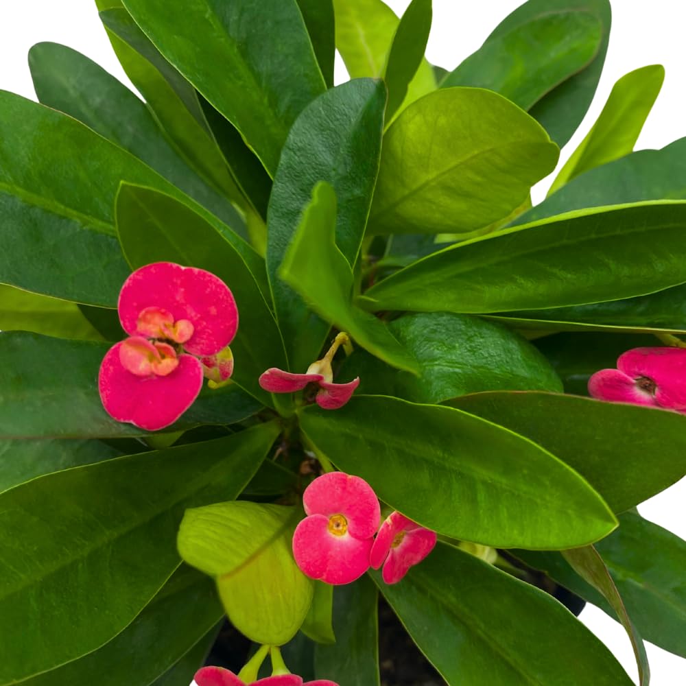 BubbleBlooms Crown of Thorns, Euphorbia milii, Madagascar Christ Thorn in a 4 inch Pot
