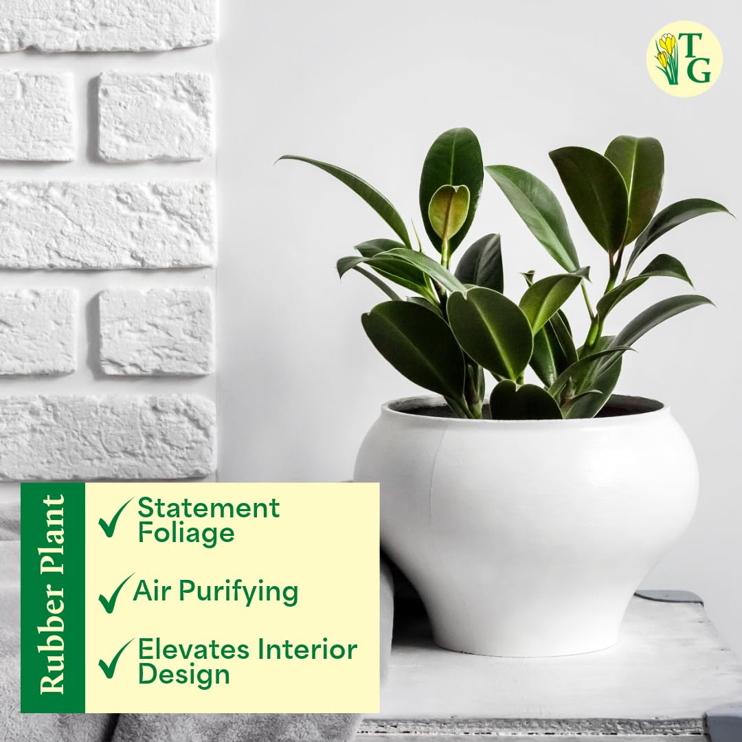 Thorsen's Greenhouse Ficus elastica, Live Indoor Plant, Rare Variety, Natural Air Purifier, Burgundy Rubber Plant, 4-Inch Diameter Pot (Nursery Pot)
