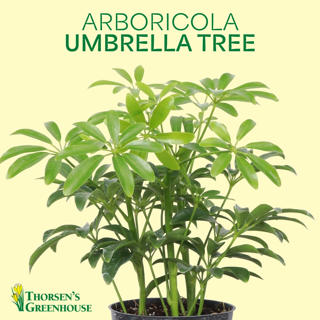 Thorsen's Greenhouse Live Arboricola Umbrella Tree Plant, Schefflera Arboricola, Natural Air Purifier, Easy to Grow, Live Indoor Houseplant, 4-inch Diameter (White)