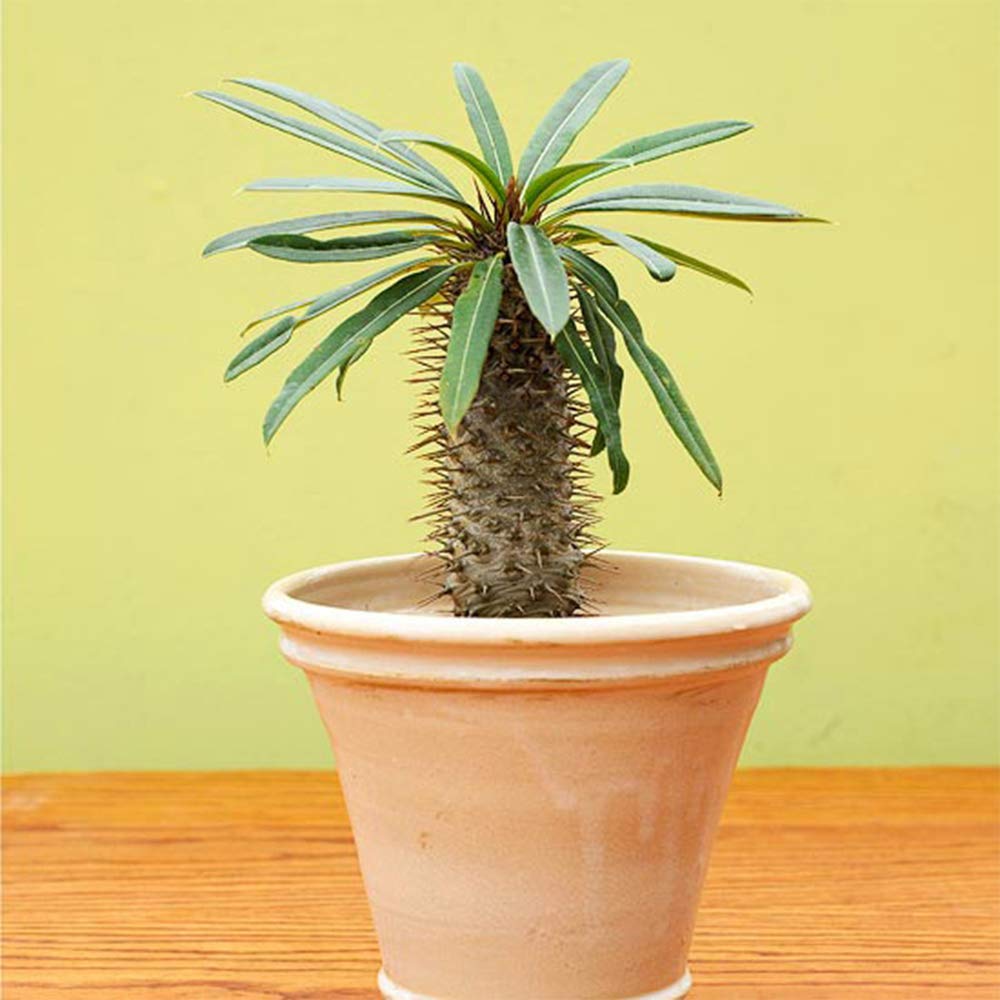 American Plant Exchange Live Madagascar Palm Tree, Plant Pot for Home and Garden Decor, 4" Pot