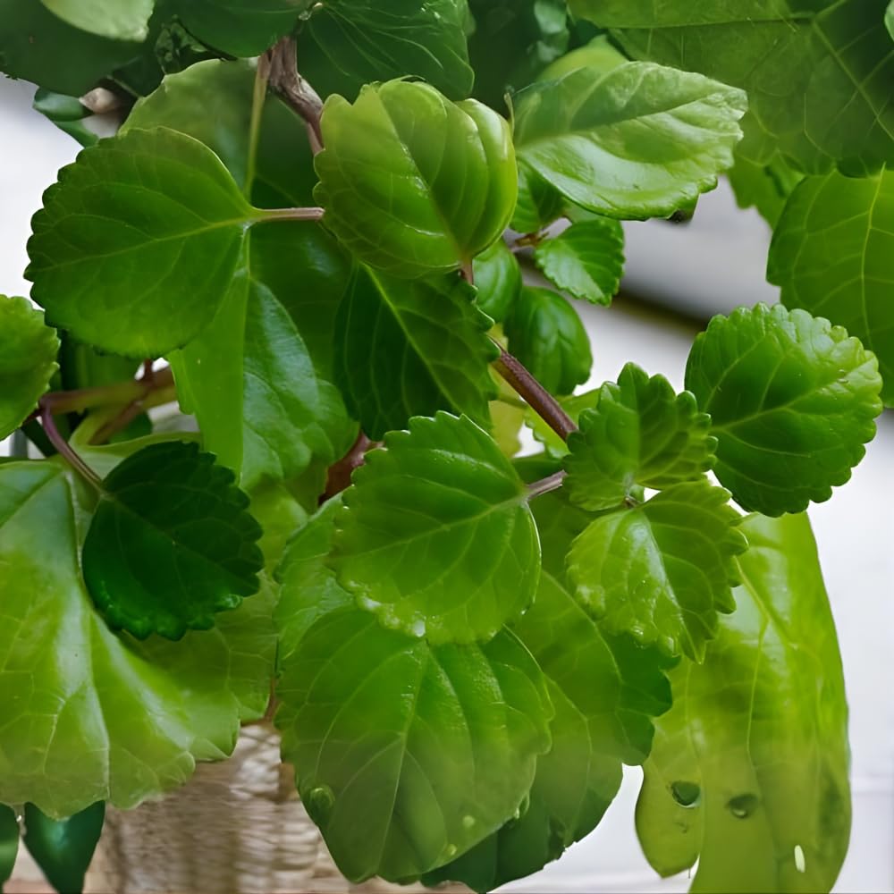 2 Swedish Ivy Plants Live House Plants, Swedish Ivy in 3.25 Inch Pot, Lush Trailing Greenery for Indoor Spaces, Desks & Window Areas, Easy to Grow