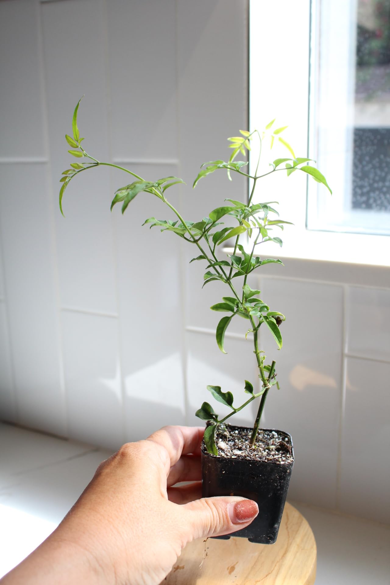 Mini Pink Jasmine Vine Starter Plant | Jasminum Polyanthum | 2 inch Pot