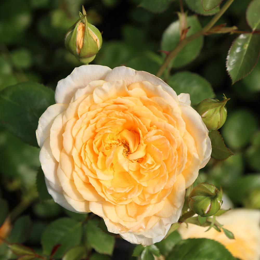 Heirloom Roses Rose Plant - Edith's Darling™ Fragrant Rose Bush, Shrub Live Plant for Planting Outdoors