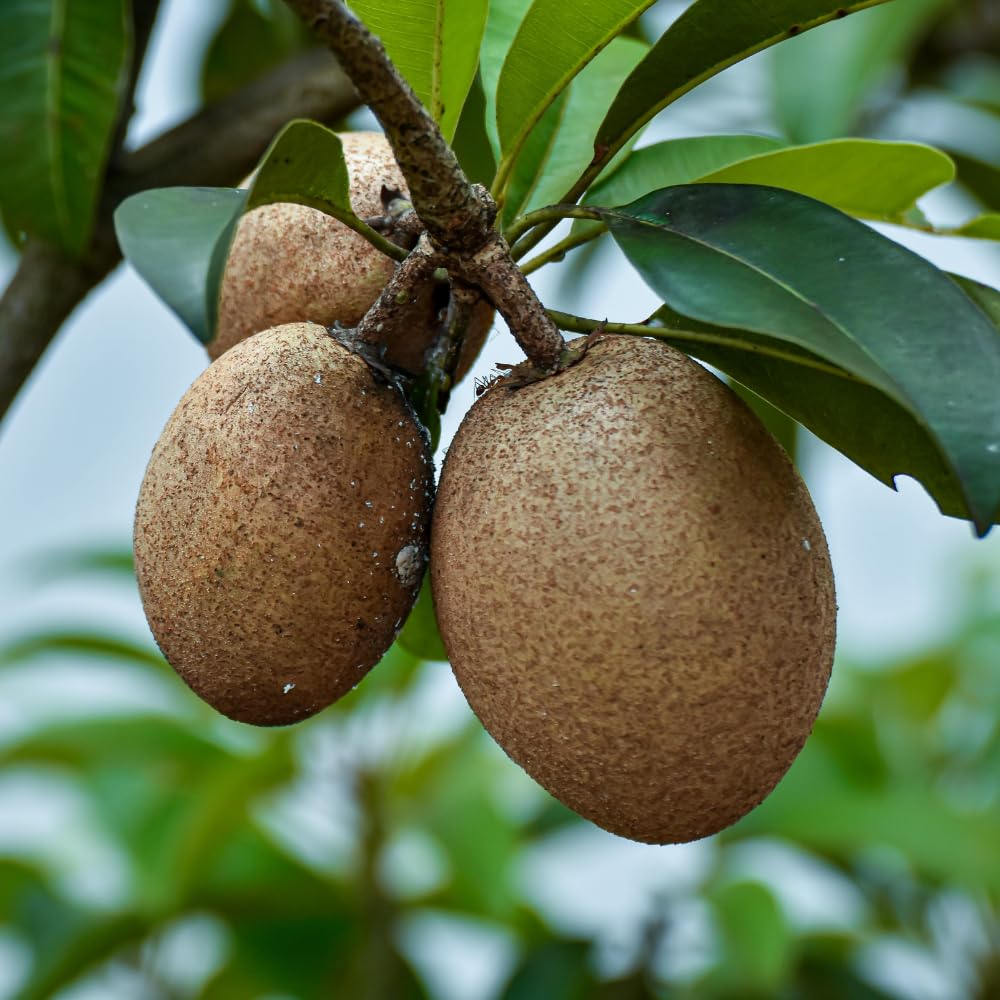 Sapodilla Tree Live Plant, Sapote Fruit Tree Plants for Outdoor Garden, 2-3' Tall in 3 Gallon Pot, No Ship to CA