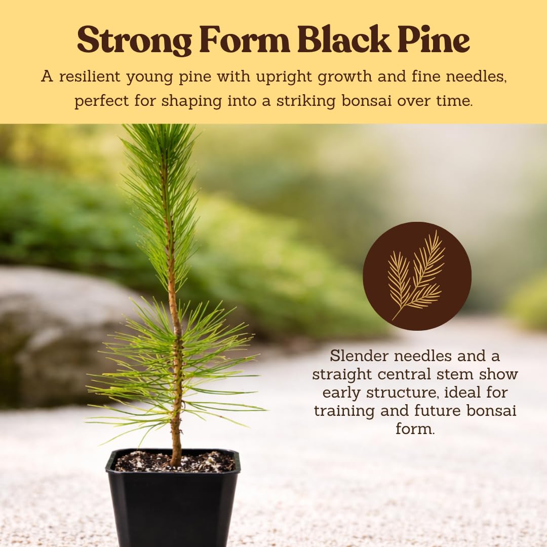 My Shelfie - Japanese Black Pine Bonsai Tree, Tall Bonsai Tree Live, Live Plants for Outdoor or Indoor Garden, 2-Inch Pot