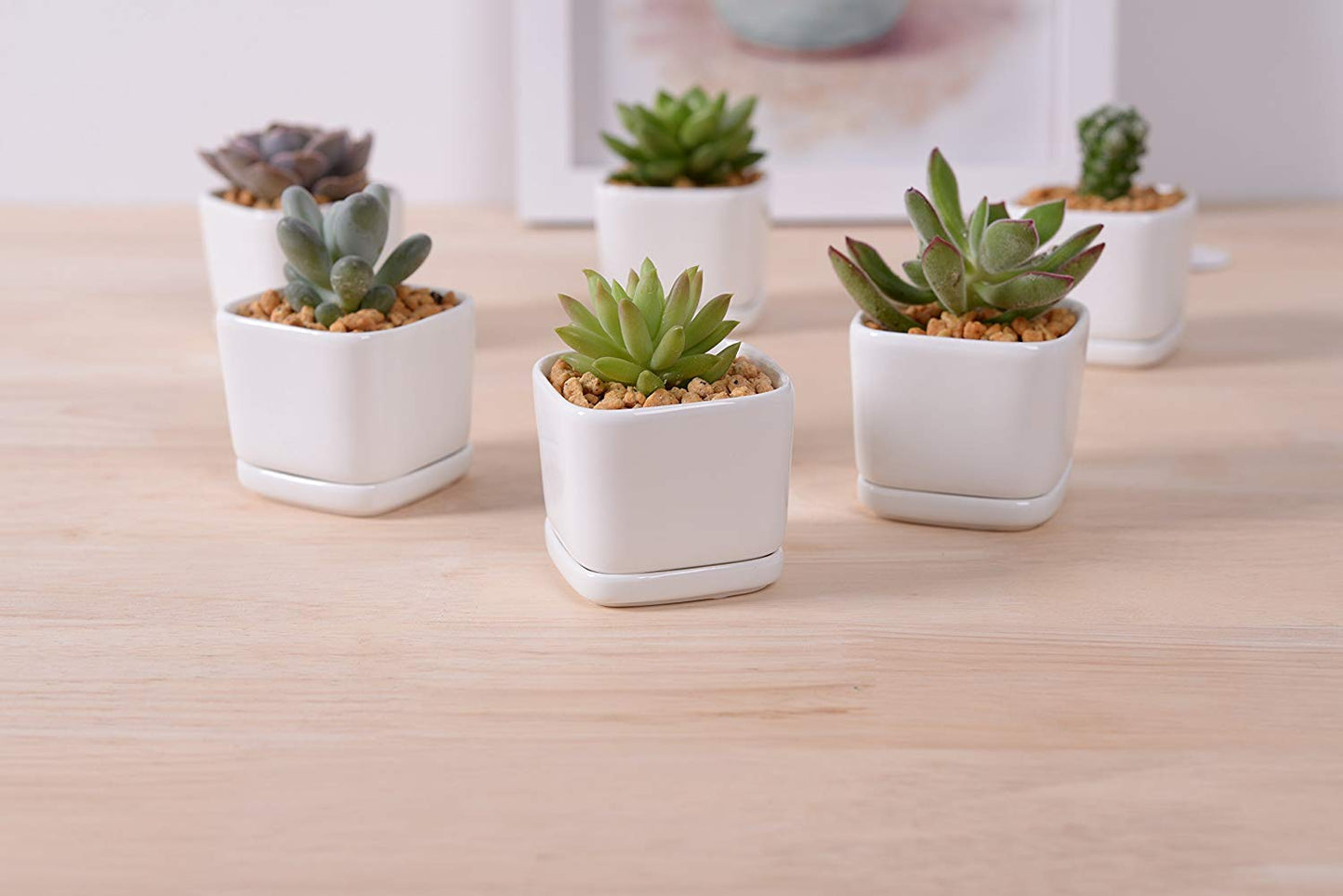 SeaStar Ceramic Succulent Mini Planter Pot,Mini 6 Set 2x1.65x2inch Square Modern Minimalist White/Window Box with Saucer for Office,Desk,House Balcony Landscape