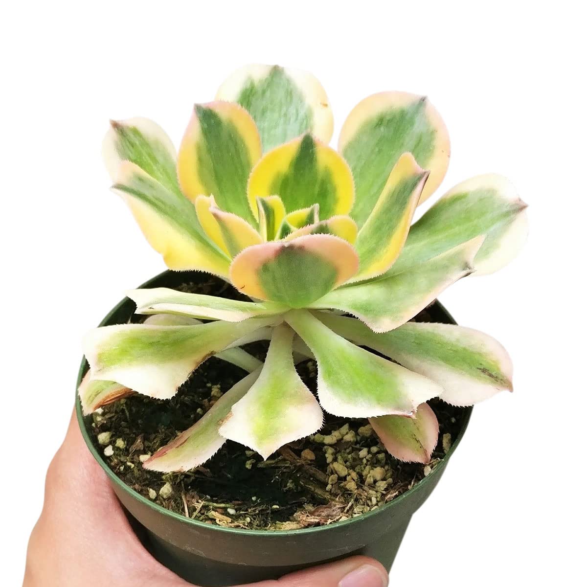 Aeonium Sunburst Copper Pinwheel - Live Succulent Plant, 4 Inch Pot, Variegated Green Yellow Rosette Leaves with Pink Edges, Easy to Care Plant for Home Garden Decor, Plant Gifts (Plastic Pot, 4 Inch)