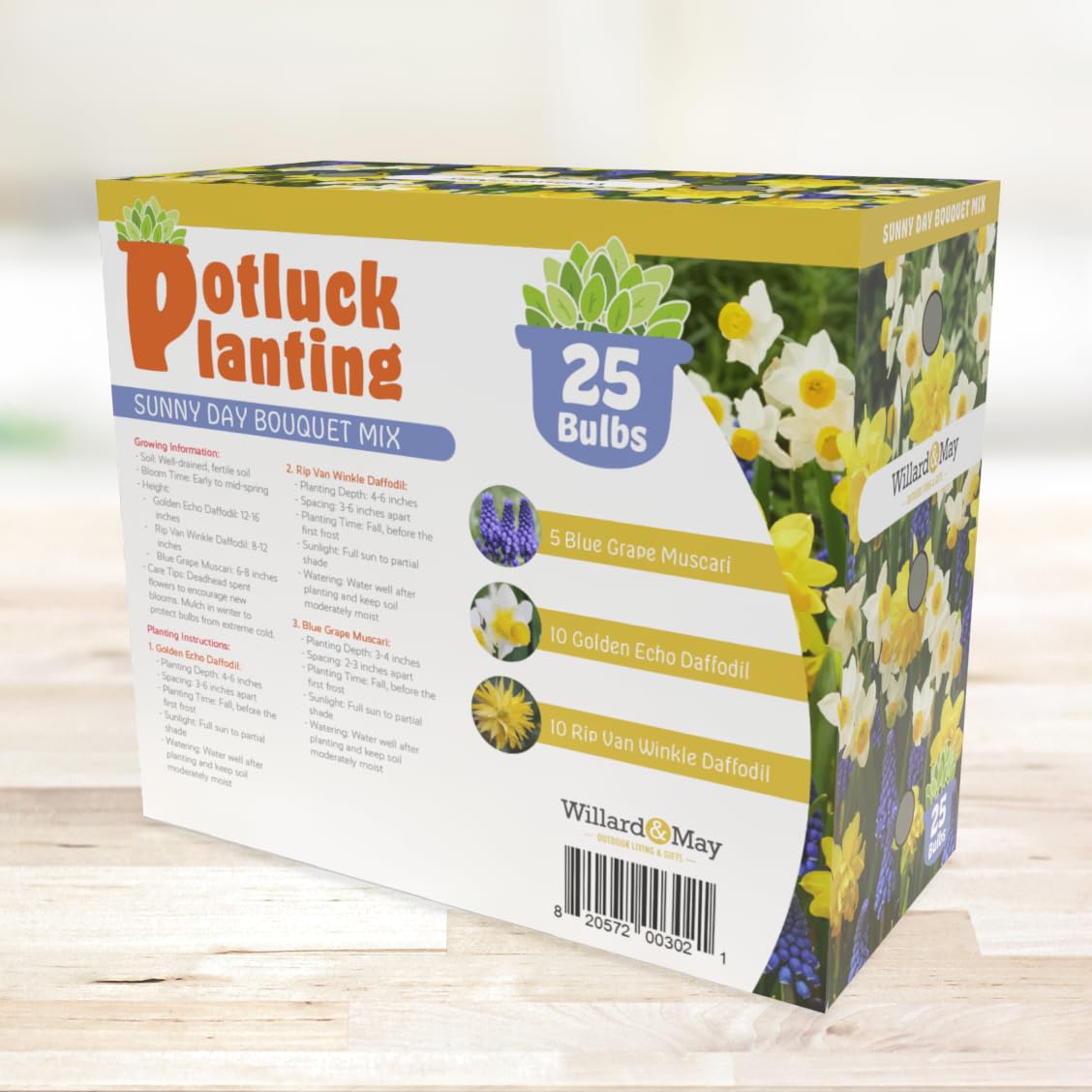 All-in-One Flower Garden Kit - 25 Flower Bulbs Per Box - Potluck Planting Sunny Day Bouquet Mix - Daffodil and Muscari Mix - Fragrant - Naturalizing - Live Outdoor Garden - Easy to Plant Flowers