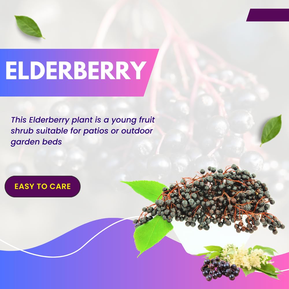 Elderberry Plants Live for Planting, Elderberry Bushes Live Plant in One Gallon Pot, Cold Hardy and Perennial Shrub for Outdoor Garden, 2-3 Feet Tall