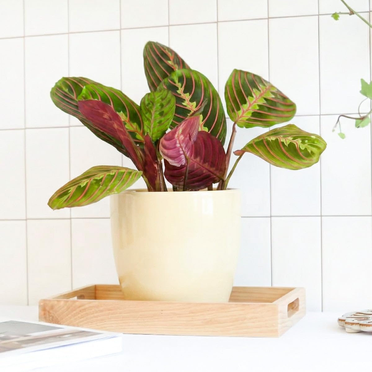Maranta Red Prayer (4 inch) - Pet-Friendly Houseplants - Attractive Indoor Plants, Easy to Grow, Pet Safe Plants for Cats & Dogs, Ideal for Home Decor, Office & Gift