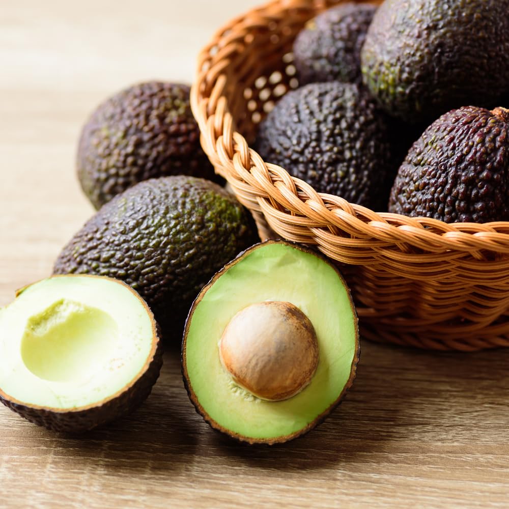 Live HASS Avocado Tree, Avocado Seedlings from 1 to 2 Feet Height, 3 Gal Pot for Edible Gardening, No Shipping to CA