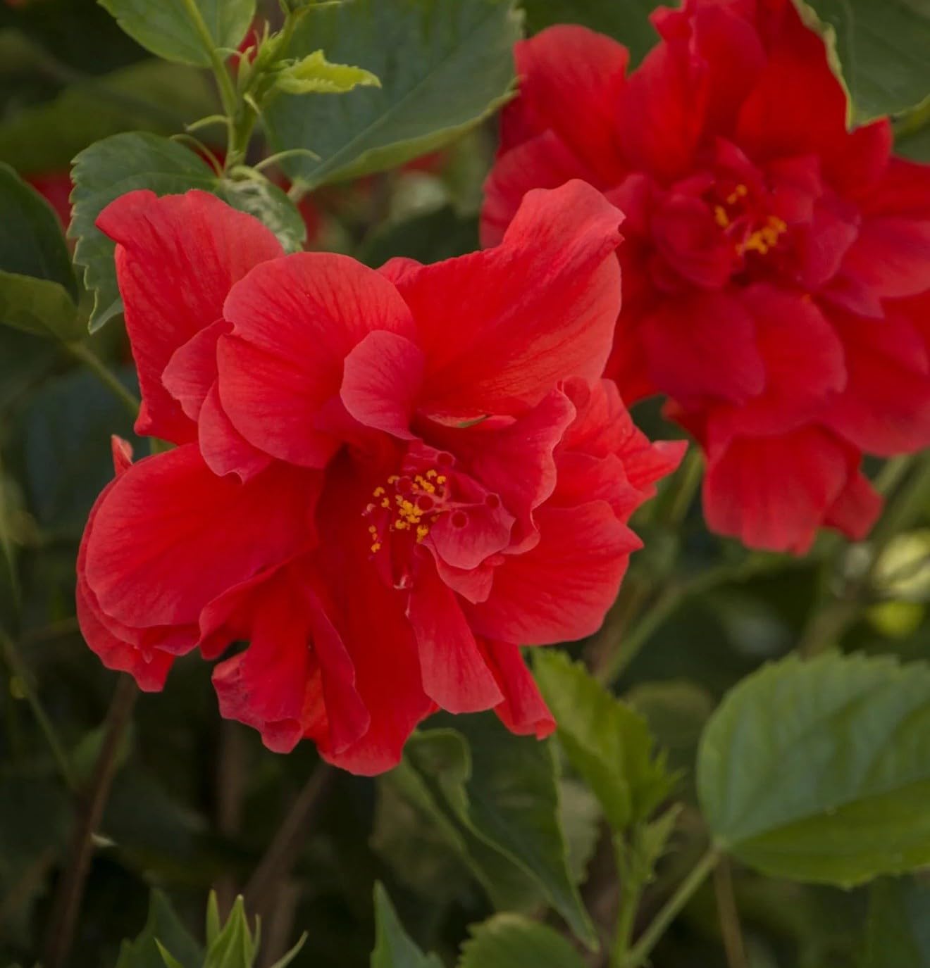 Live Plant - Red Dragon Hibiscus-Small Rooted Starter Plant-Hibiscus Rosa-sinensis