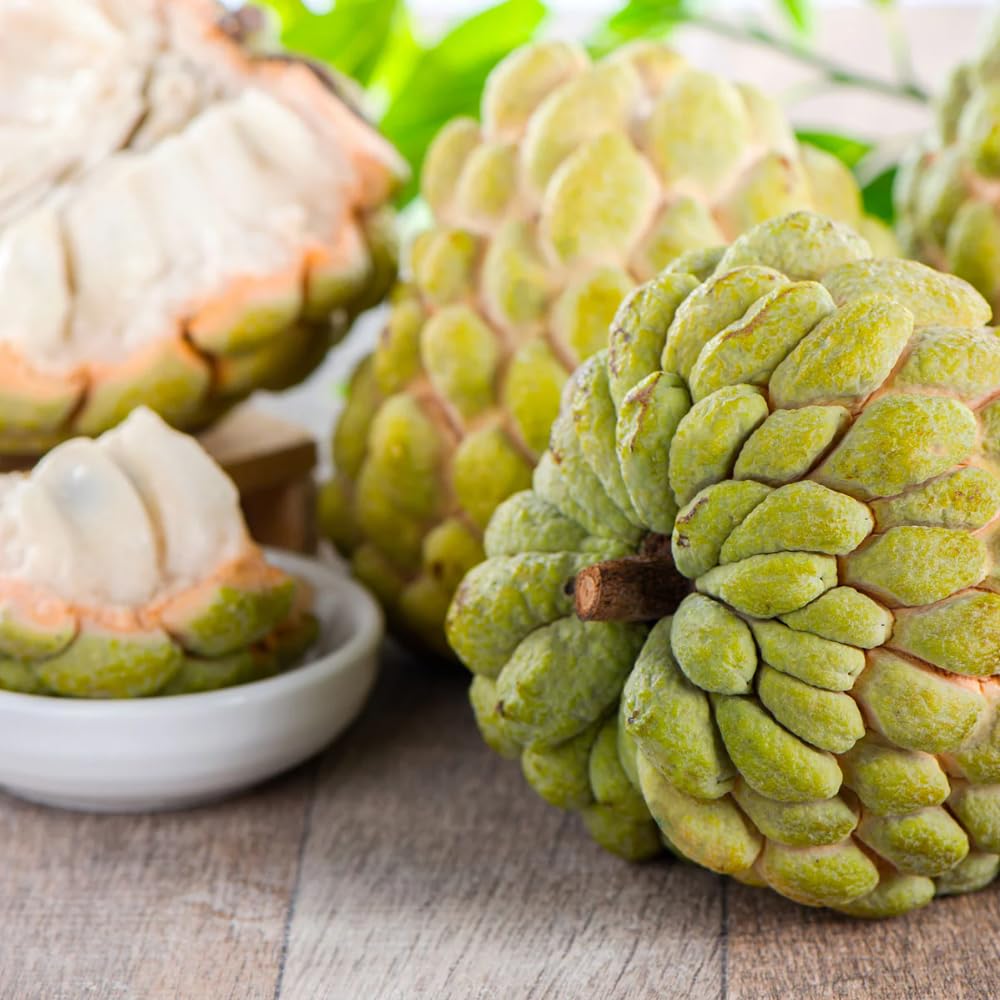 2-3' Tall Yellow Sugar Apple Tree Live Plant, Tropical Annona Squamosa Custard Sugar Apple Fruit Plant, in 3 Gallon Pot, No Ship to CA