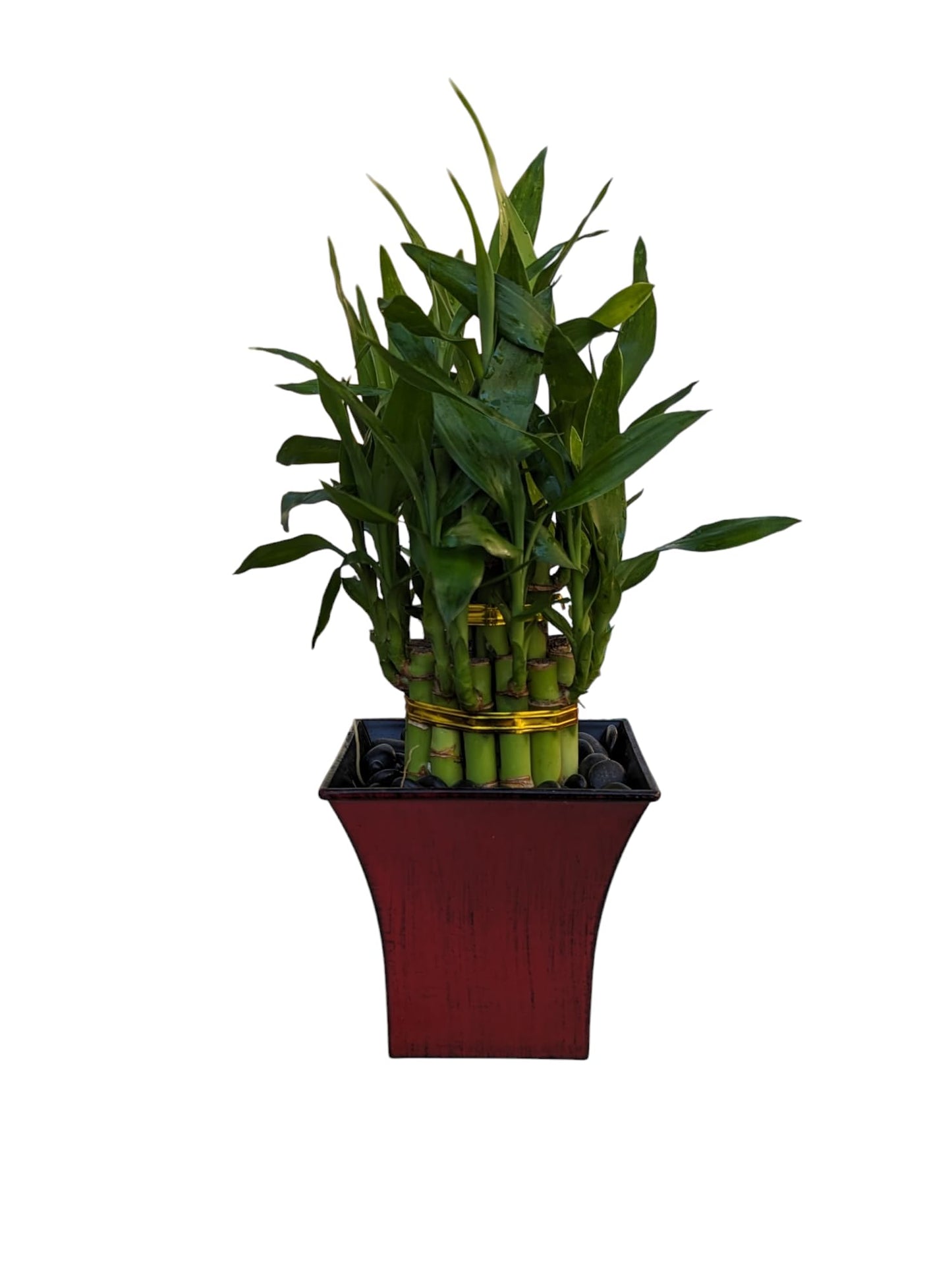 Live Lucky Bamboo Plant in Red Vase, 2 Tiers, 6" and 4" Stalks