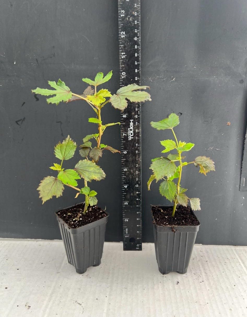 Live Plant - Mocha Moon Hibiscus moscheutos-Small Rooted Starter Plant-Huge 8-10” Blooms