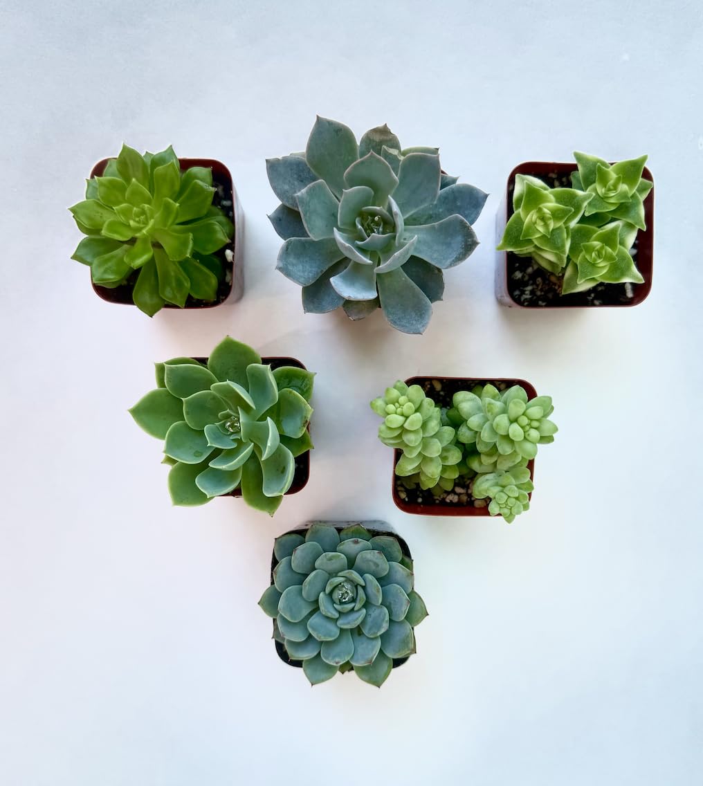 Live Succulent Plants, 2 Inch Mini Potted Assorted Varieties, Indoor Garden Collection (12)