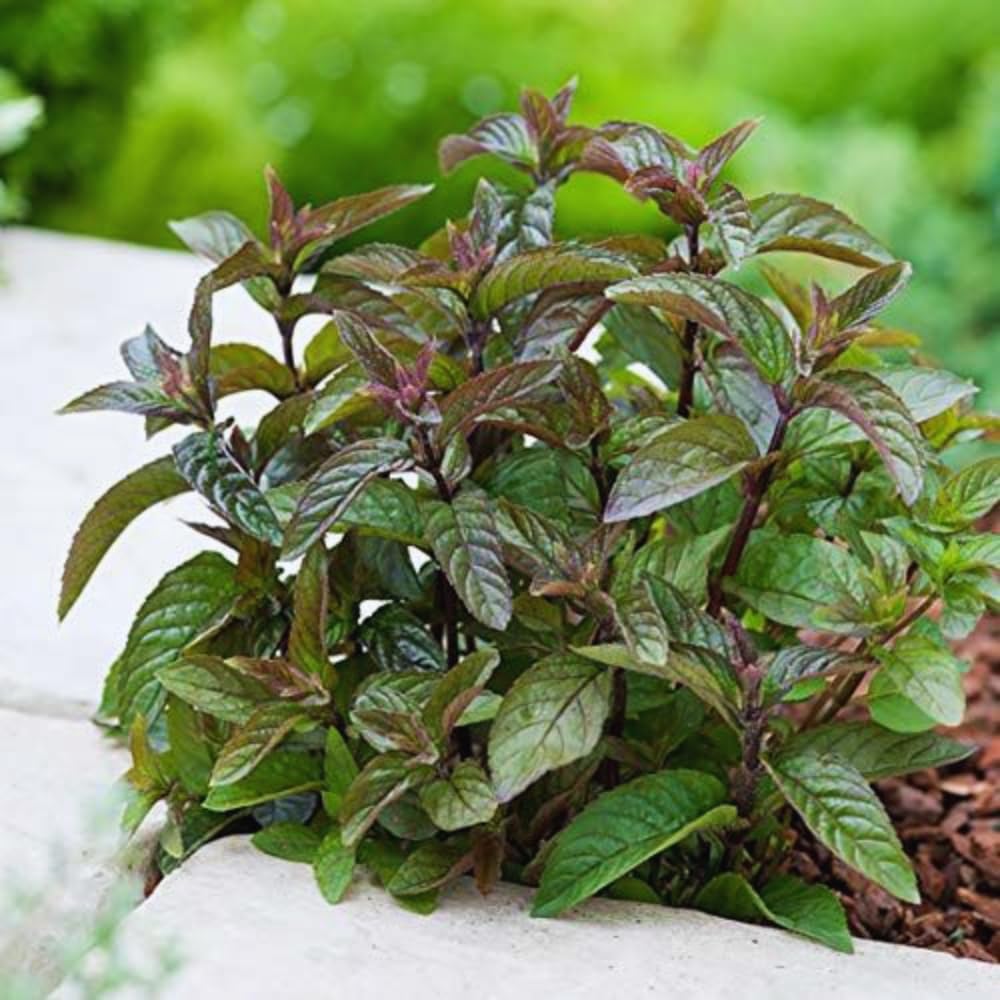 Mint Plant Live, 3 Chocolate Mint Herb Plants, 4 to 6 Inc Tall, Fragrant Perennial Plants for Gardening Outdoor, No Pot