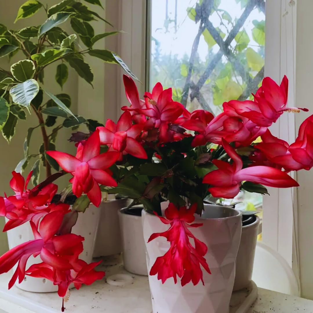 Christmas Cactus Plant Live, Holiday Cactus Live Plant, 4 to 6 Inc Tall, Hanging Baskets Houseplants, 4 Inc Potted, Gardening Indoor Outdoor (Red)