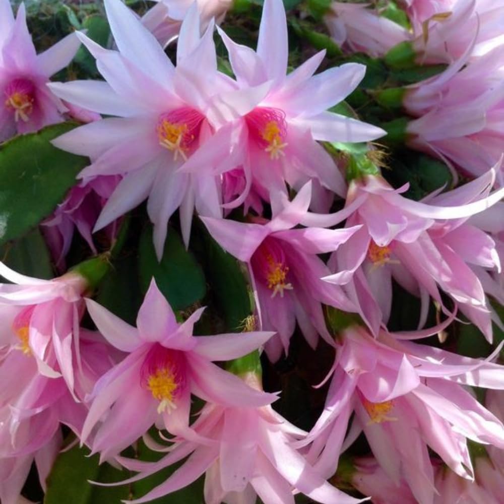Light Pink Easter Cactus Plant, 4 to 6 Inch Tall Live Spring Easter Cactus, Ornamental Flower Houseplant for Indoor Oudoor Garden