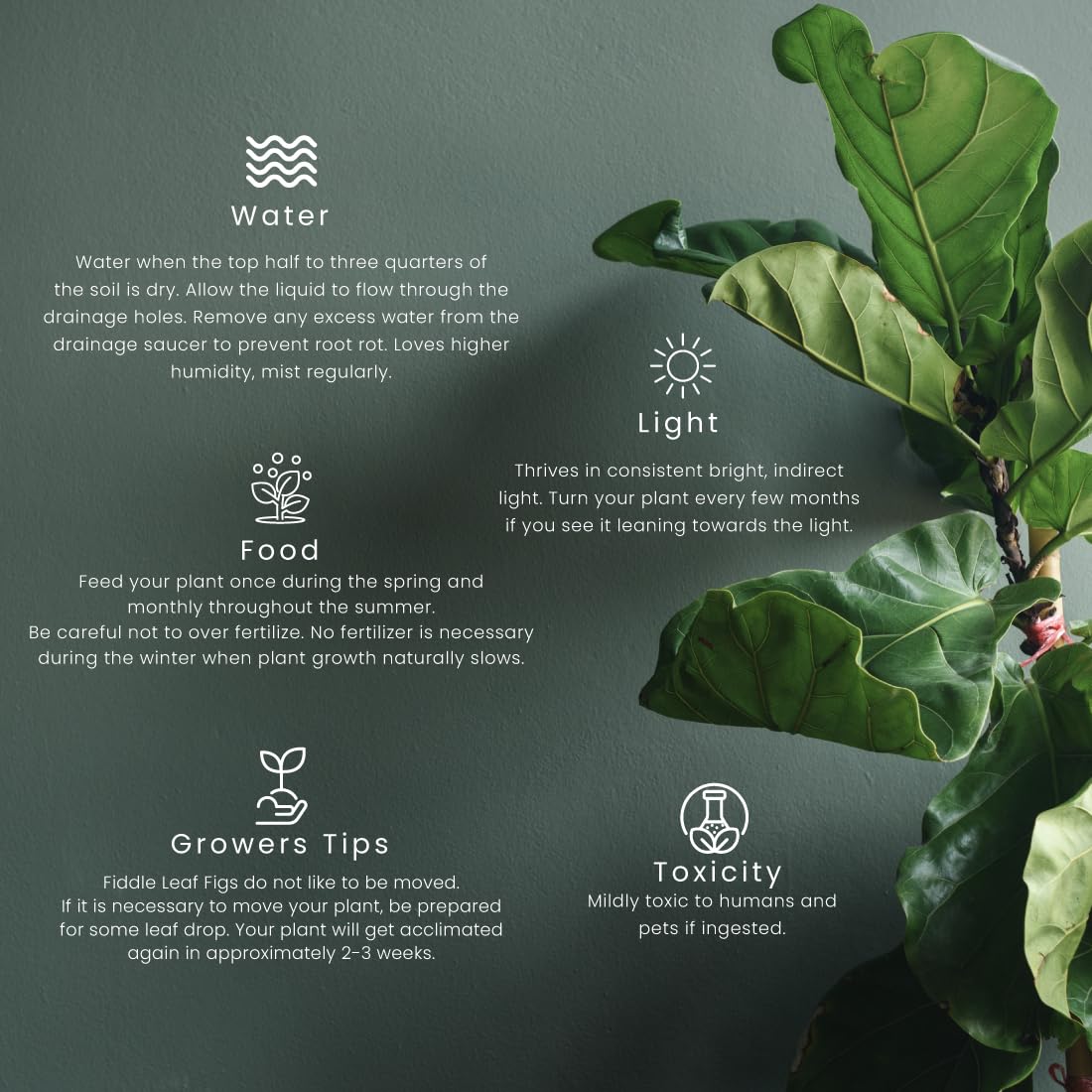 American Plant Exchange Live Fiddle Leaf Fig – 10-Inch Pot –Bold Leafy Indoor Plant for Bright Spaces
