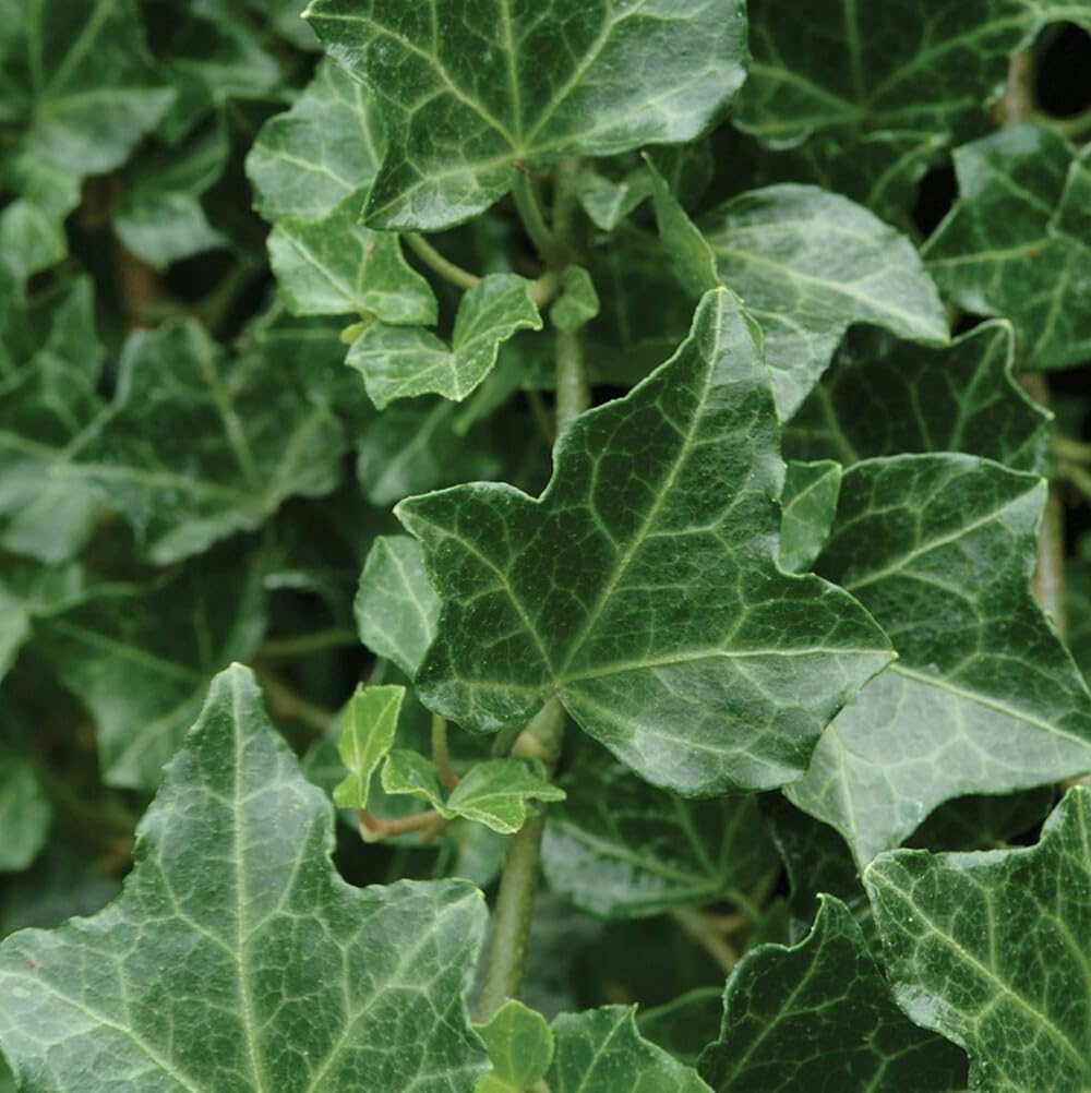Live Plant - 5 Baltic Sub-Zero English Ivy Bareroot Plants, 6-12" Tall - Hedera Helix Baltica