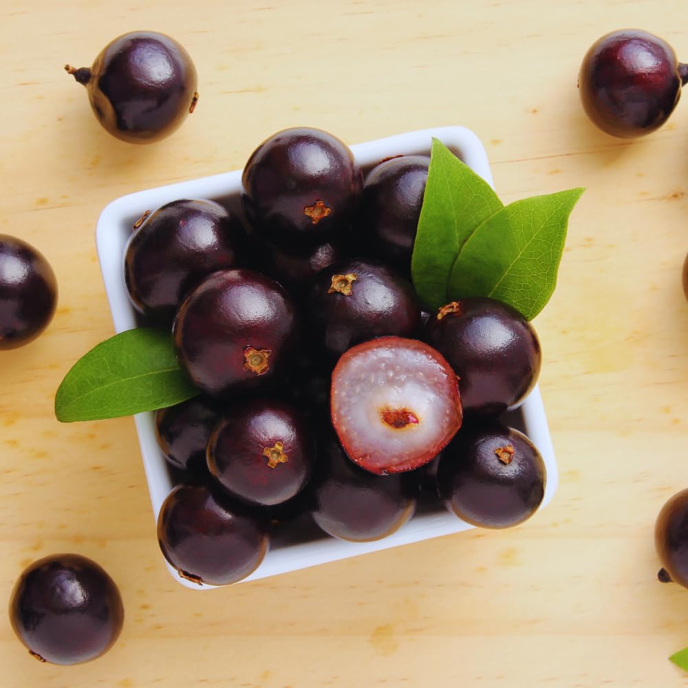 Black Jaboticaba Tree Live Plant, 1 Feet Tall, Brazilian Jabuticaba Grapetree for Gardening Outdoor Indoor