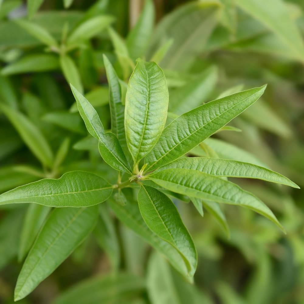 Lemon Verbena Plant, 4-Inch Tall, Well Rooted, Easy Care, Aromatic and Edible Herb Live Plant, Ideal for Containers, Patio & Outdoor Planting
