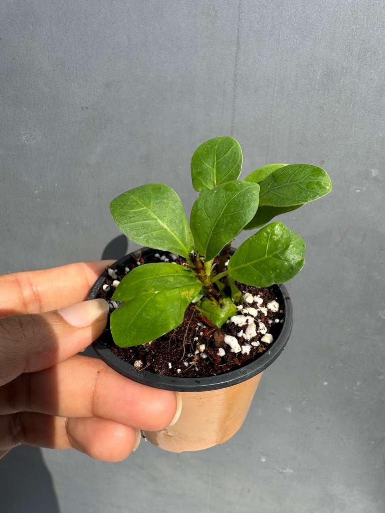 PLANTVERS Fiddle Leaf Fig in 2" Grow Pot – Ficus Lyrata - Live Indoor Houseplant – Easy Care Low Maintenance Tropical Plant – Air Purifying Plant for Home or Office Décor