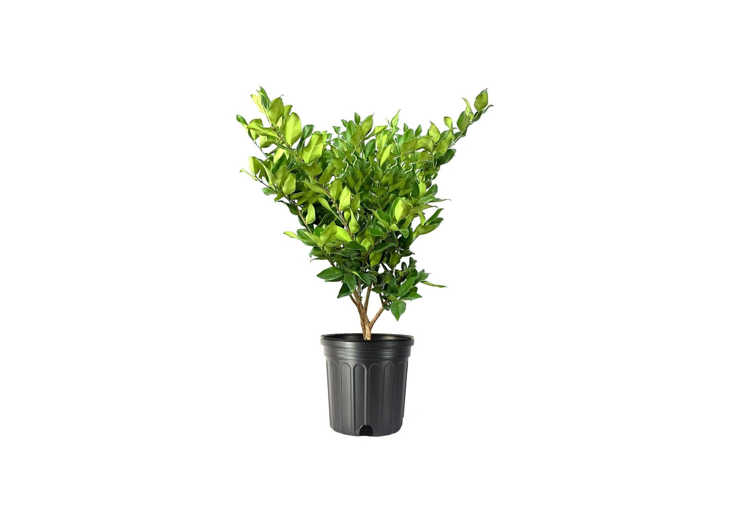 Ligustrum Lucidum Waxleaf | 1 Extra Large Trade 3 Gallon Plant | Lustrous Garden Shrub | Ideal for Privacy & Hedges | Durable Outdoor Greenery