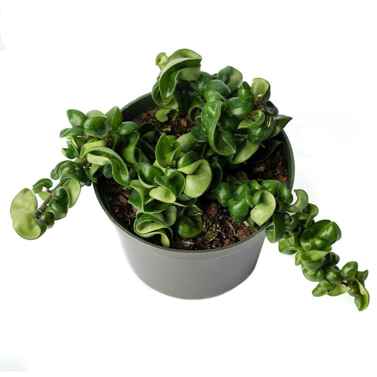 American Plant Exchange Hoya Compacta Hindu Rope, 6-Inch Pot, Live Flowering Wax Plant, Exotic Indoor Houseplant