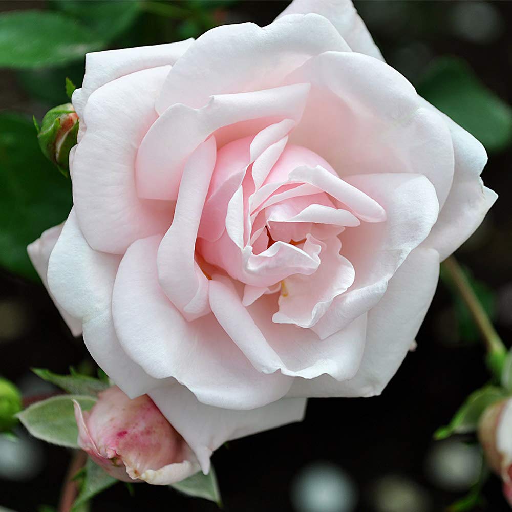 Heirloom Climbing Roses, Live Own Root Plant for Outdoor Garden, New Dawn™, Very Fragrant, Hardiness Zones 4-10, Repeat Blooming